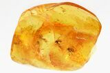 Detailed Fossil Fly, Ant, and Fungus Gnats in Baltic Amber #346607-1